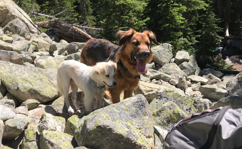 Traveling With Dogs – They Love Trailers&nbsp;Too!